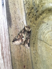 Allophyes oxyacanthae