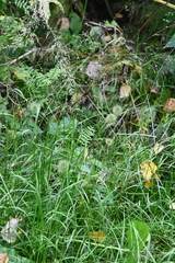Poa palustris