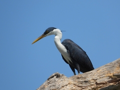 Egretta picata