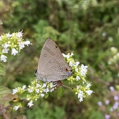 Deudorix epijarbas