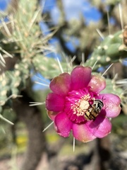 Copestylum fornax