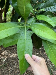 Chionanthus ramiflorus
