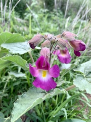 Proboscidea louisianica fragrans