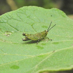 Xenocatantops humilis