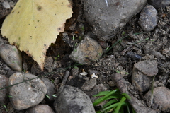Poa palustris