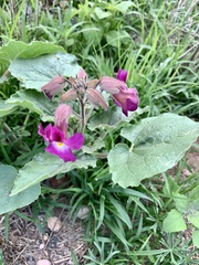 Proboscidea louisianica fragrans