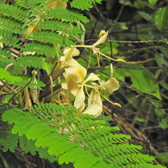 Hedychium flavescens