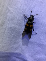 Nicrophorus orbicollis