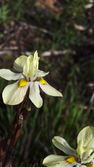 Moraea gawleri