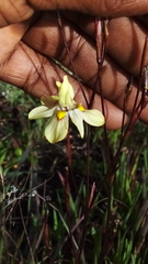 Moraea gawleri