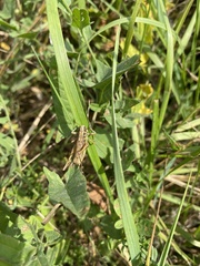 Roeseliana roeselii
