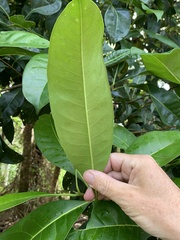 Chionanthus ramiflorus