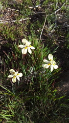 Moraea gawleri