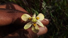 Moraea gawleri