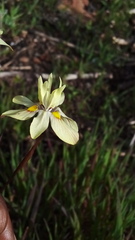 Moraea gawleri