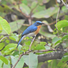 Cyornis tickelliae