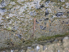 Sphenomorphus indicus