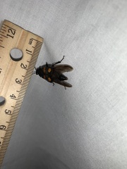 Nicrophorus orbicollis