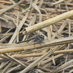 Orthetrum