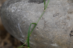Poa palustris