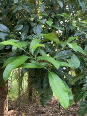 Chionanthus ramiflorus