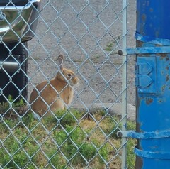 Oryctolagus cuniculus