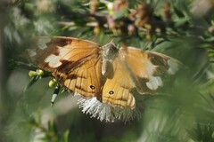 Heteronympha merope