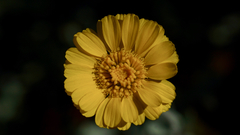 Baileya multiradiata