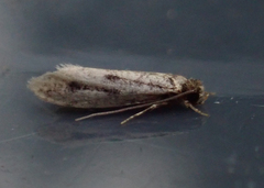 Amydria effrenatella