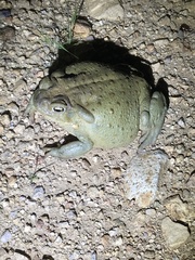 Incilius alvarius