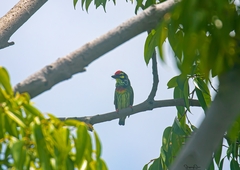 Psilopogon haemacephalus