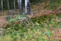 Parasenecio hastatus