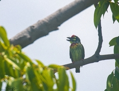 Psilopogon haemacephalus