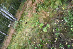 Parasenecio hastatus