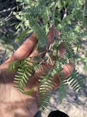 Prosopis