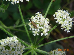 Oedemera femorata