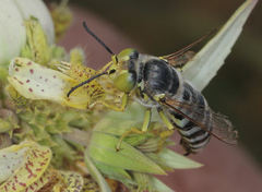 Bembix americana spinolae