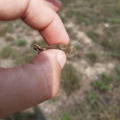 Calliptamus italicus