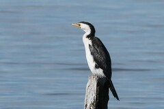 Microcarbo melanoleucos