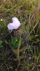 Drosera cistiflora