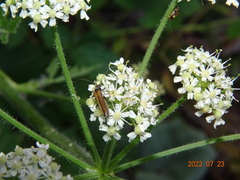 Oedemera femorata