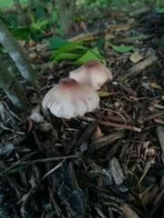 Leucoagaricus americanus