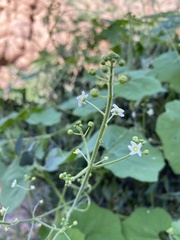 Echinopepon wrightii