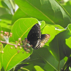 Euploea sylvester