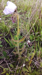 Drosera cistiflora