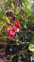 Indigofera procumbens