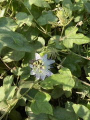 Passiflora foetida