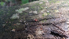 Nectriaceae