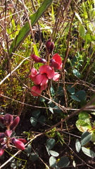 Indigofera procumbens