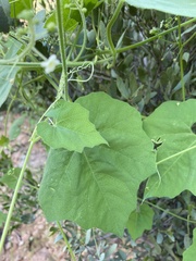 Echinopepon wrightii